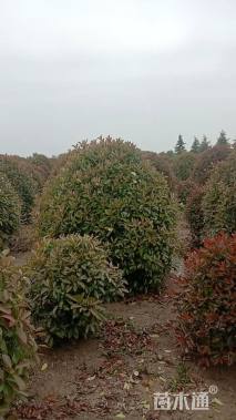 冠幅200厘米红叶石楠球