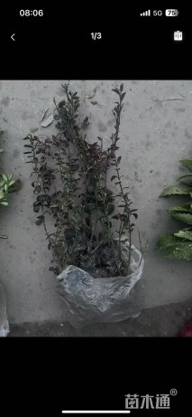 40厘米小叶扶芳藤