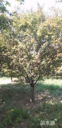 15公分亚当海棠