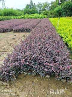 高度45厘米红花继木小苗