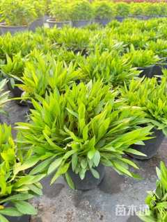 高度15厘米荷兰菊