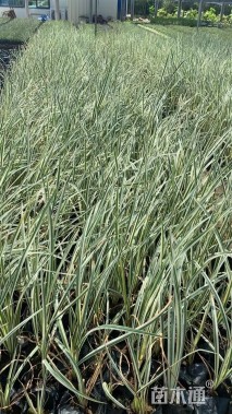 高度15厘米花叶玉蝉花