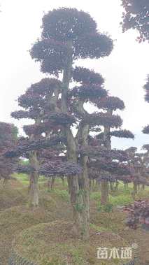 20公分造型红花继木桩