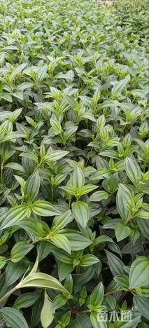 高度30厘米巴西野牡丹