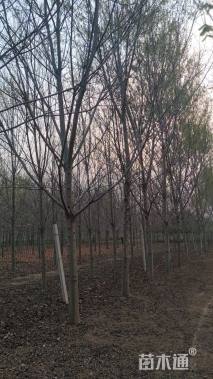 16公分美国红枫