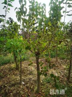 高度200厘米丁香