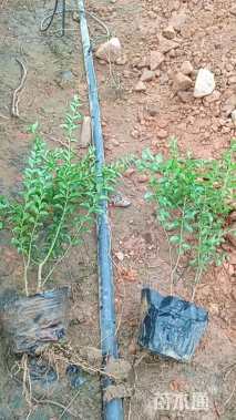 高度30厘米小叶女贞