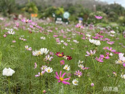 高度40厘米波斯菊