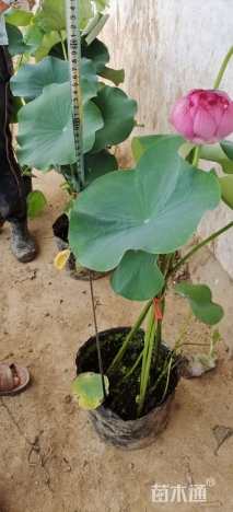 高度80厘米荷花