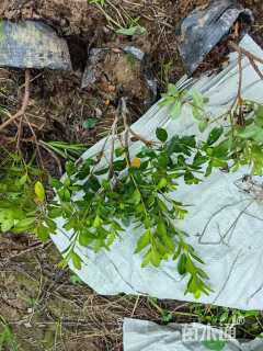 高度35厘米紫鹃