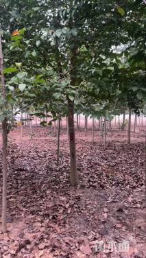 12公分二乔玉兰