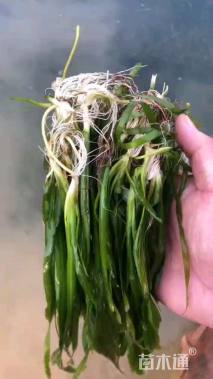 高度10.5厘米苦草