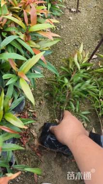 高度30厘米红车