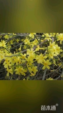 高度50厘米迎春花