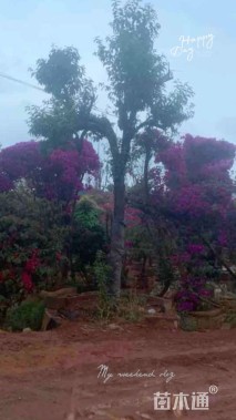 16公分云南樱花