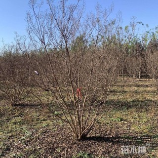 高度120厘米丛生紫薇