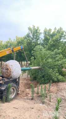 15公分金叶复叶槭