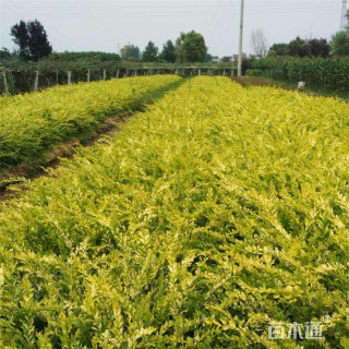 高度20厘米金叶水蜡