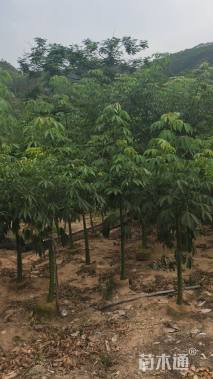 3公分美丽异木棉