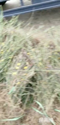 高度40厘米迎春花