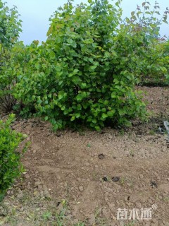 高度230厘米丛生紫丁香