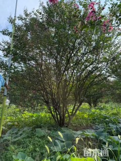 高度400厘米丛生紫薇