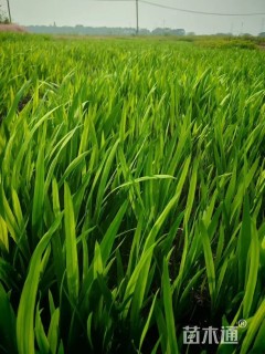 高度50厘米火星花