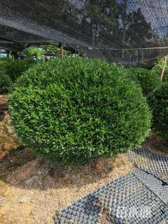 高度100厘米雀舌黄杨