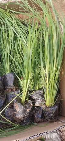 高度20厘米矮蒲苇