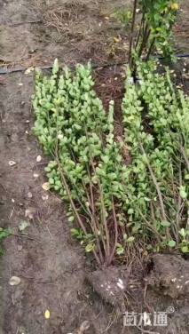 高度150厘米北海道黄杨