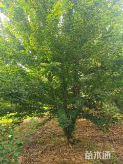 高度450厘米丛生三角枫