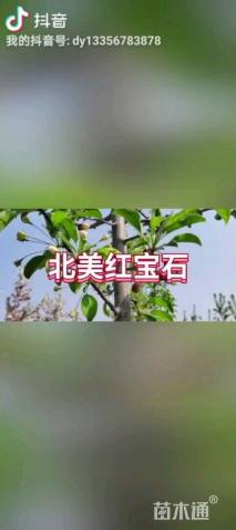 高杆北美海棠