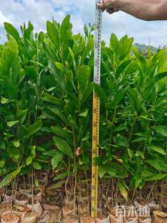 0.8公分马占相思