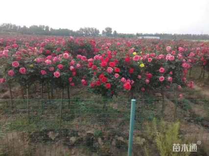 高度180厘米月季