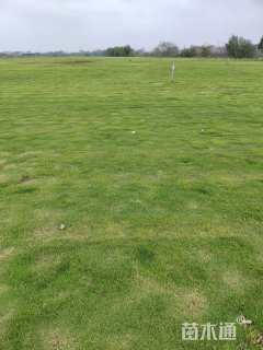 草块状马尼拉草