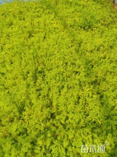 高度35厘米佛甲草