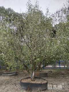 12公分八棱海棠