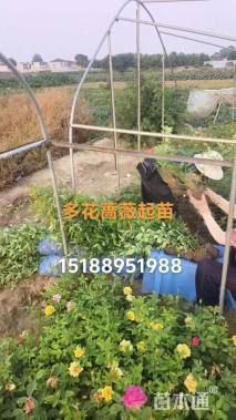 高度60厘米蔷薇