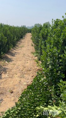 高度120厘米北海道黄杨