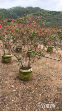 高度150厘米琴叶珊瑚