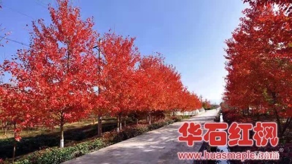 22公分美国红枫-秋日梦幻
