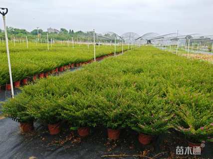 高度30厘米萼距花