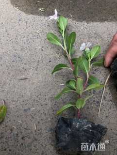 高度15厘米长春花