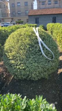 冠幅180厘米银姬小蜡球