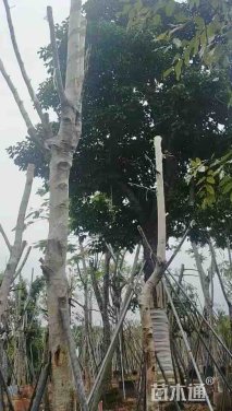 25公分秋枫