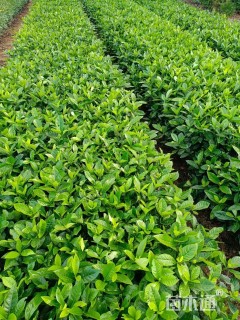 高度30厘米大叶栀子