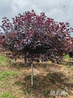 高度350厘米紫叶红栌