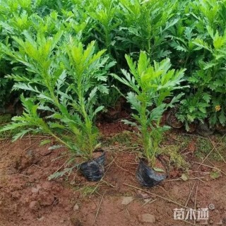 高度15厘米木春菊