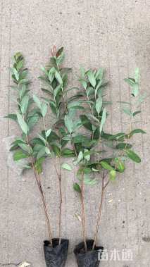 高度30厘米金丝桃