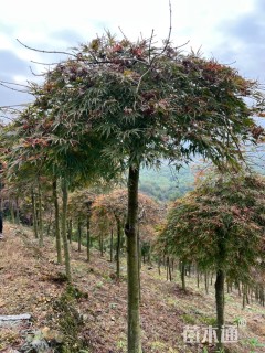 高度150厘米羽毛枫